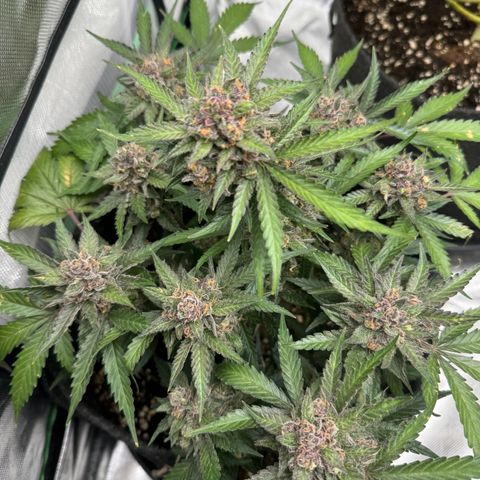 Bärbel growlog timeline photo