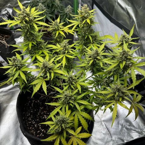 Chantal growlog timeline photo