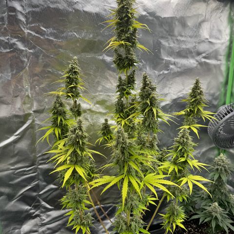 Gisela  growlog timeline photo