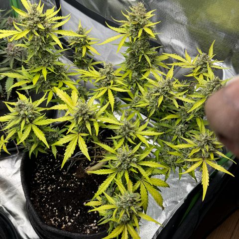 Chantal growlog timeline photo