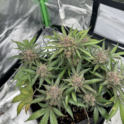Bärbel growlog timeline photo