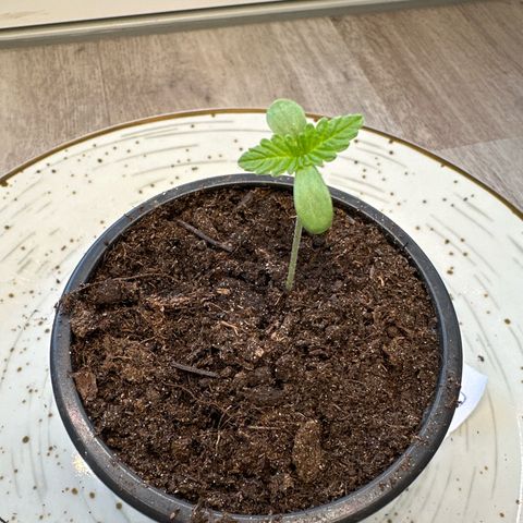 Hulkberry growlog timeline photo