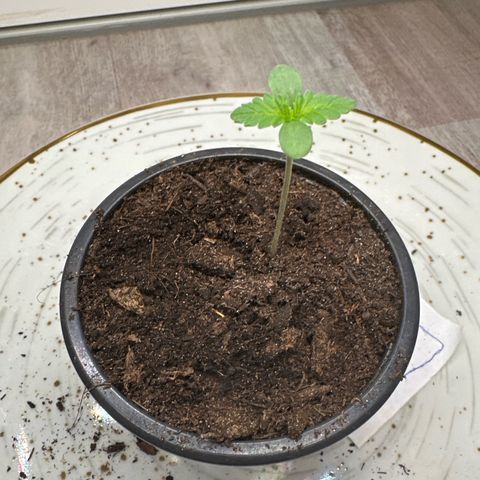 Hulkberry growlog timeline photo