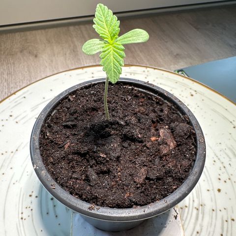 Hulkberry growlog timeline photo