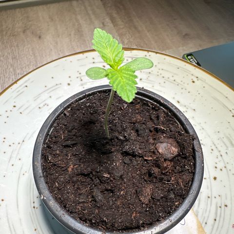 Hulkberry growlog timeline photo