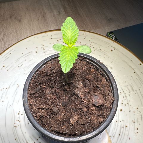 Hulkberry growlog timeline photo