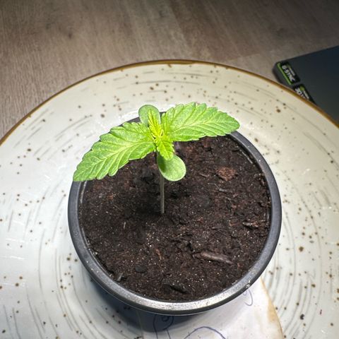 Hulkberry growlog timeline photo