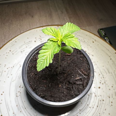 Hulkberry growlog timeline photo