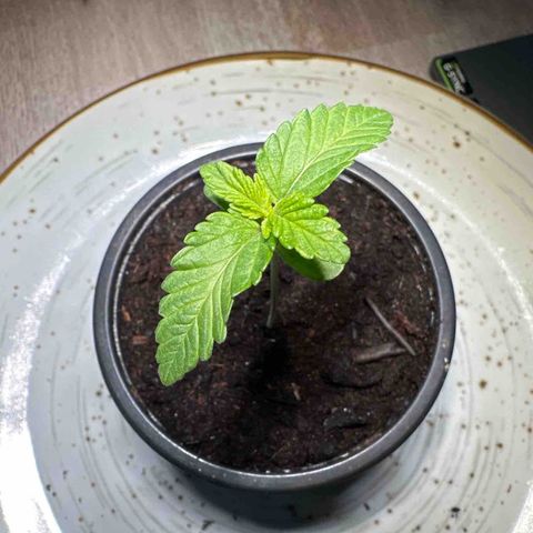 Hulkberry growlog timeline photo