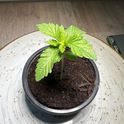 Hulkberry growlog timeline photo