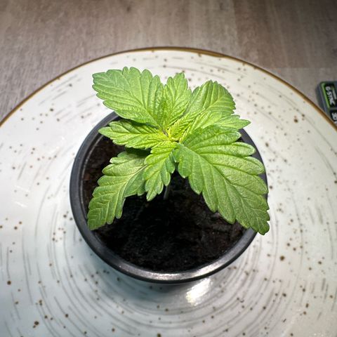 Hulkberry growlog timeline photo
