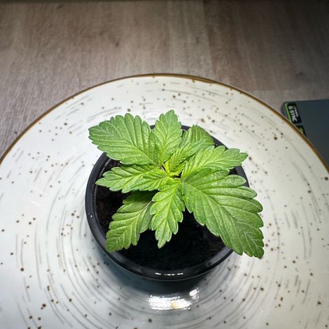 Hulkberry growlog timeline photo