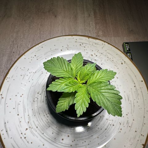 Hulkberry growlog timeline photo