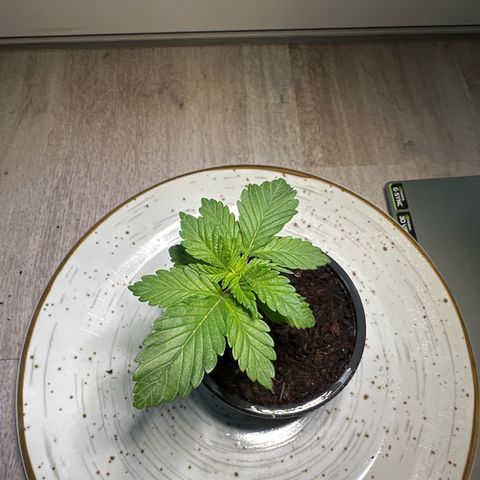 Hulkberry growlog timeline photo