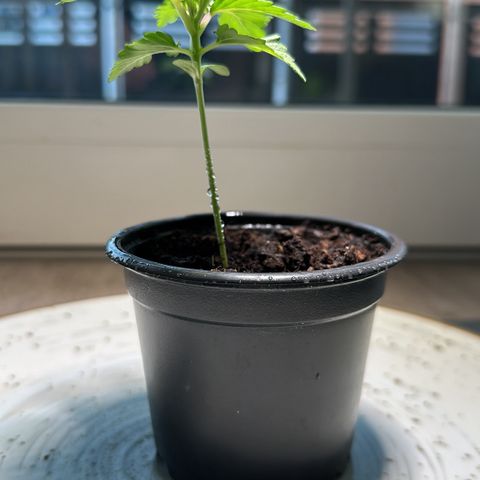 Hulkberry growlog timeline photo