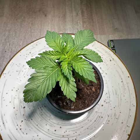Hulkberry growlog timeline photo