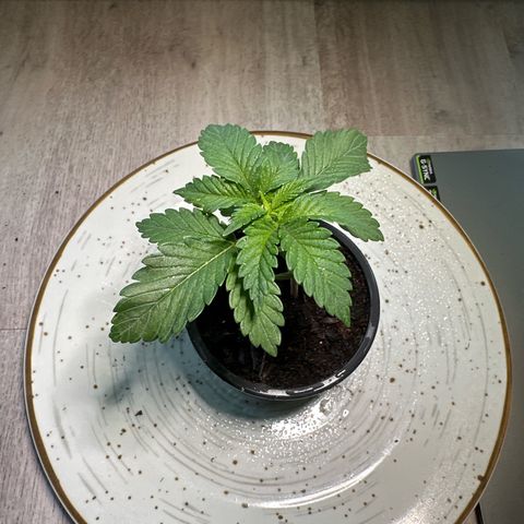 Hulkberry growlog timeline photo
