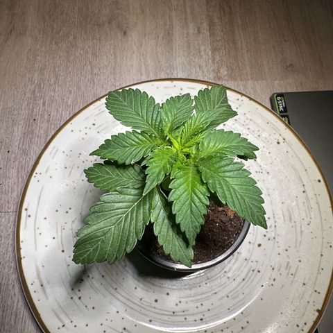 Hulkberry growlog timeline photo