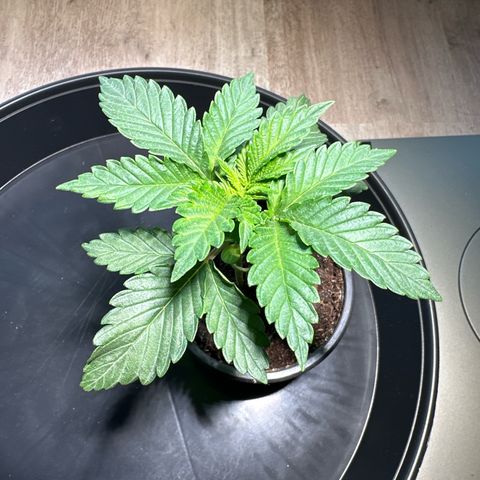 Hulkberry growlog timeline photo