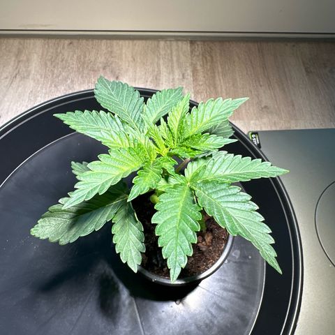 Hulkberry growlog timeline photo
