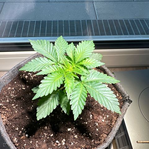 Hulkberry growlog timeline photo