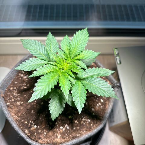 Hulkberry growlog timeline photo