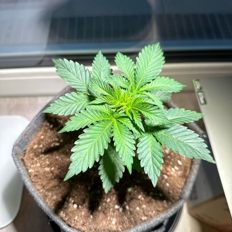 Hulkberry growlog timeline photo