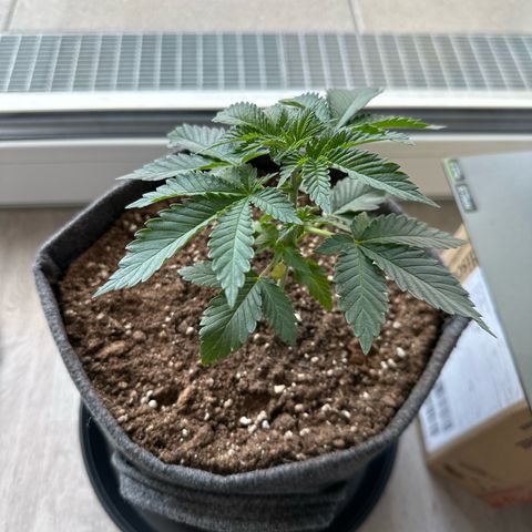 Hulkberry growlog timeline photo
