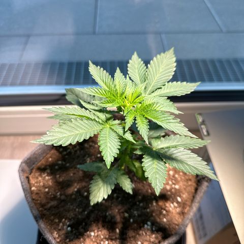 Hulkberry growlog timeline photo