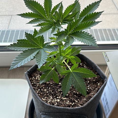 Hulkberry growlog timeline photo