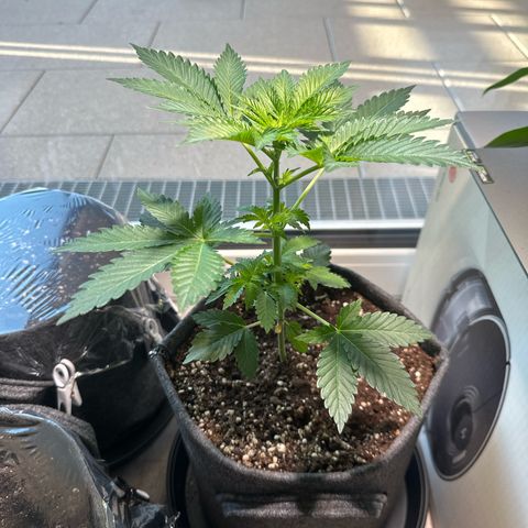 Hulkberry growlog timeline photo