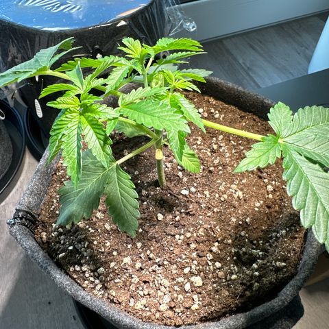 Hulkberry growlog timeline photo