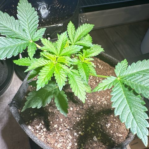 Hulkberry growlog timeline photo