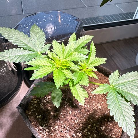 Hulkberry growlog timeline photo