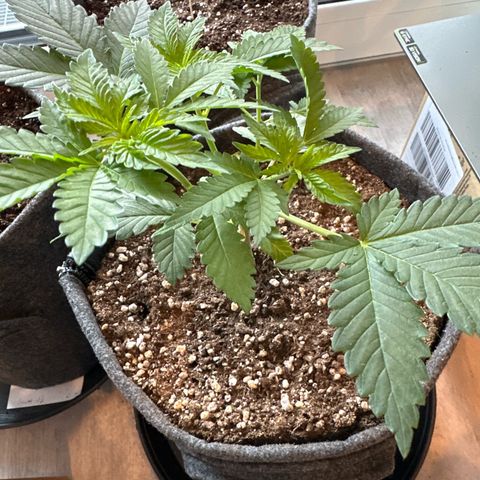 Hulkberry growlog timeline photo
