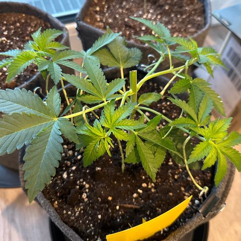 Hulkberry growlog timeline photo