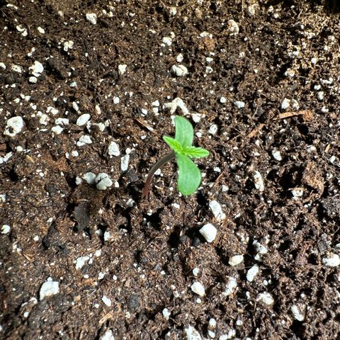Sweet ZZ Automatic growlog timeline photo