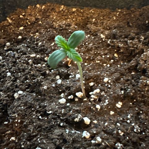 Royal Critical Automatic growlog timeline photo