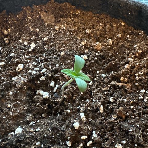 Sweet ZZ Automatic growlog timeline photo