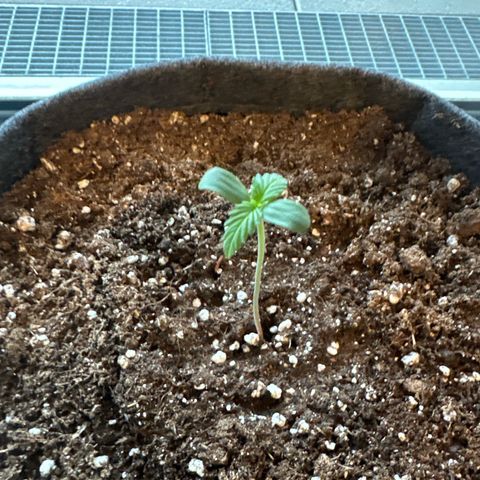 Royal Critical Automatic growlog timeline photo