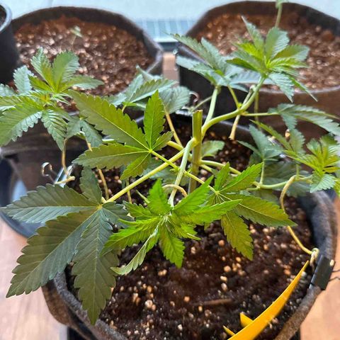 Hulkberry growlog timeline photo