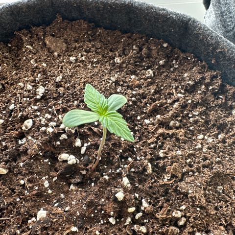 Sweet ZZ Automatic growlog timeline photo