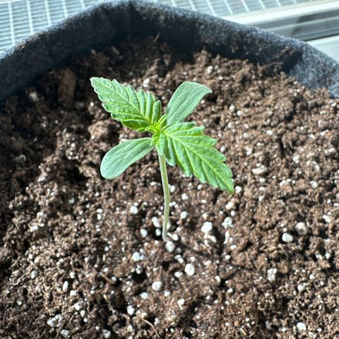 Royal Critical Automatic growlog timeline photo