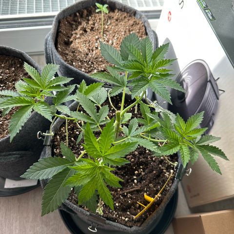 Hulkberry growlog timeline photo