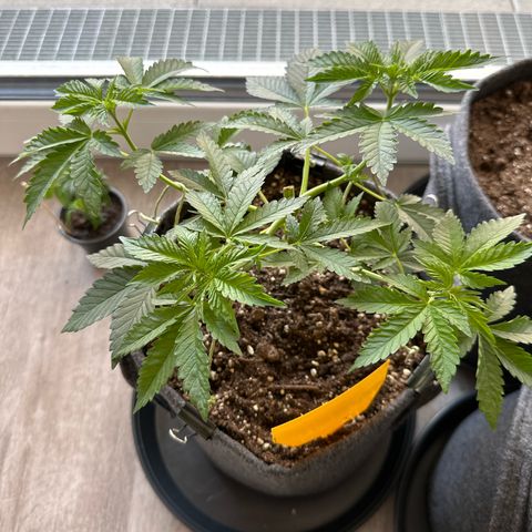 Hulkberry growlog timeline photo
