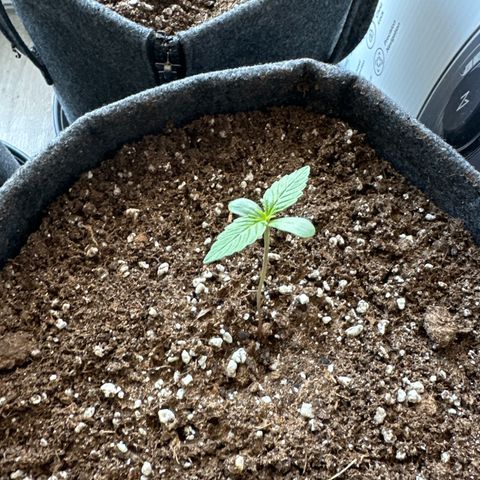 Sweet ZZ Automatic growlog timeline photo