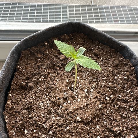 Royal Critical Automatic growlog timeline photo