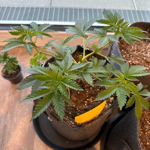 Hulkberry growlog timeline photo