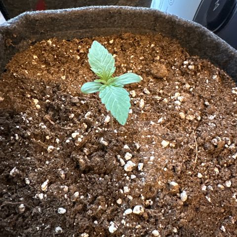 Sweet ZZ Automatic growlog timeline photo