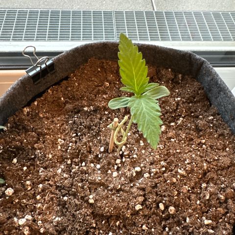 Royal Critical Automatic growlog timeline photo